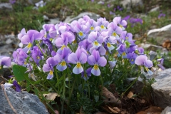 Viola eugeniae