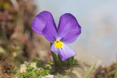 Viola eugeniae