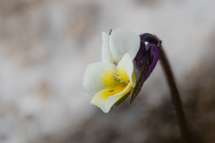 Viola kitaibeliana
