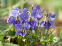 Viola suavis