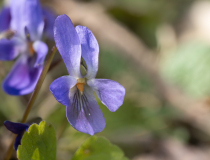 Viola suavis