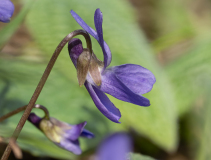 Viola suavis