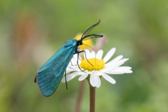 Jordanita sp