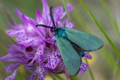 Jordanita sp