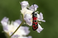 Zygaena carniolica