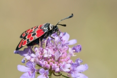Zygaena carniolica