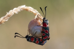Zygaena carniolica