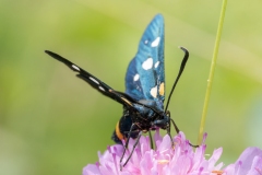 Zygaena ephialtes