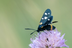 Zygaena ephialtes