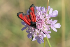 Zygaena erythrus