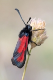 Zygaena erythrus