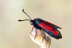 Zygaena erythrus