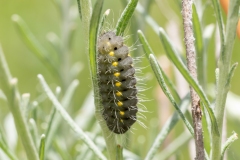 Zygaena erythrus