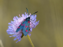 Zygaena lonicerae