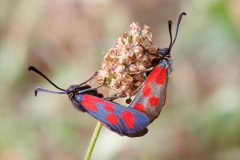Zygaena loti