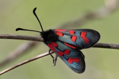 Zygaena oxytropis