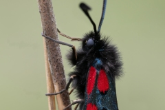 Zygaena oxytropis