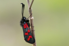 Zygaena oxytropis