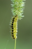 Zygaena sp