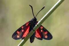 Zygaena transalpina