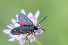 Zygaena transalpina