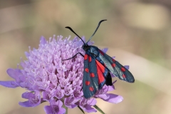 Zygaena transalpina