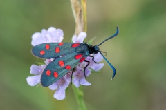 Zygaena transalpina