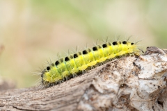 Zygaena transalpina