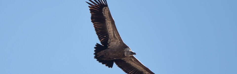 European griffon vulture, Gyps fulvus, grifoni